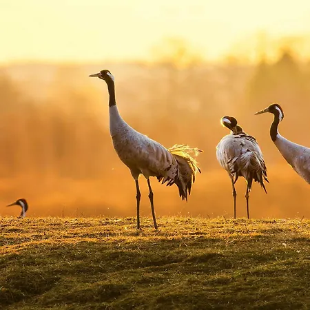 Daire Seemoewe - Moderne Mit Balkon Waren (Mueritz)